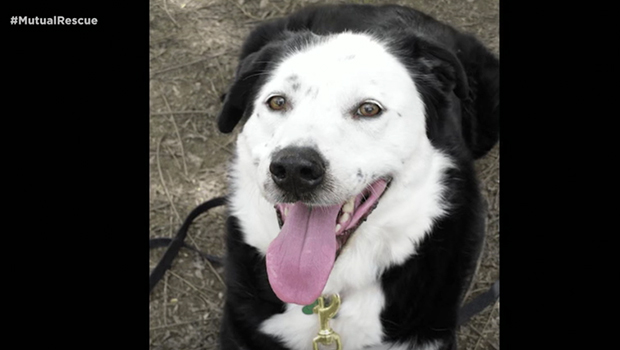 Photo of An Obese Dog Saved an Obese Man’s Life