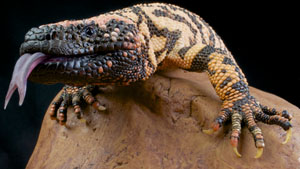 Type_2_Nation_shutterstock_122625310_Gila_Monster_Secret_Weapon_300px